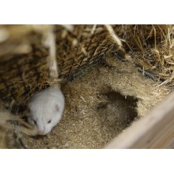 easy-str, 25 kg balle