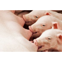 easy-way fin,  granuleret strelse, palle  48 x 14 kg sk