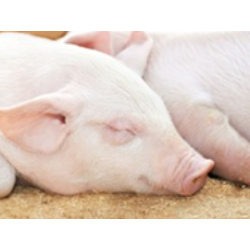 easy-way fin,  granuleret strelse, palle  48 x 14 kg sk