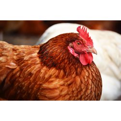 easy-way granuleret strelse, 16 kg sk