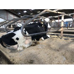 easy-str, 25 kg balle