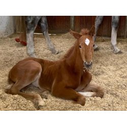 easy-str, 25 kg balle