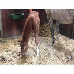 easy-str, 25 kg balle