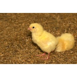 easy-str, 25 kg balle