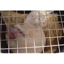 easy-str, 25 kg balle